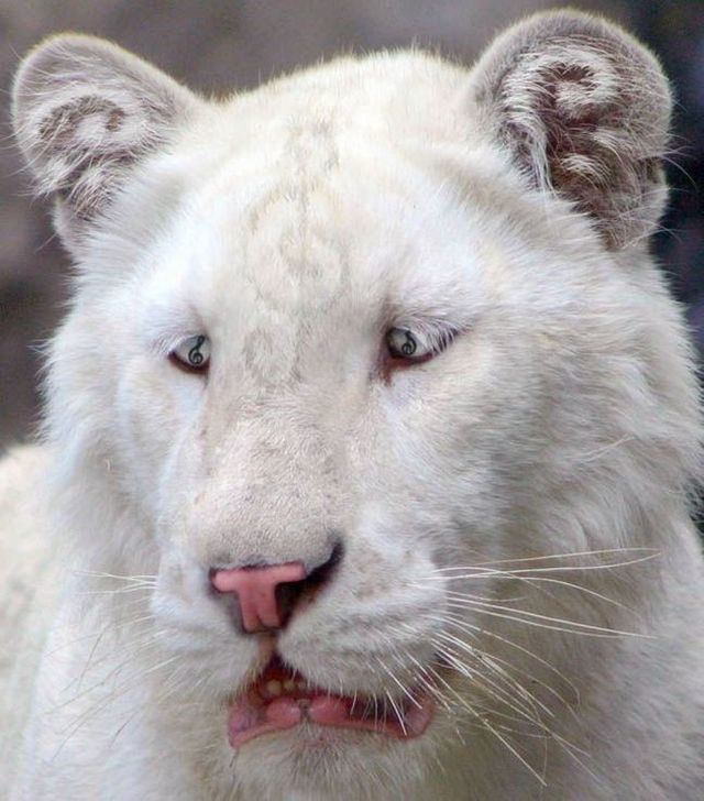 These funny animals (29 pics)