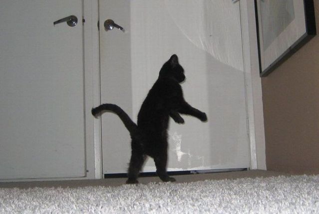 These funny animals (29 pics)