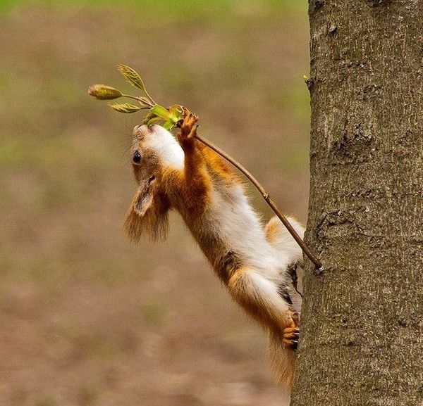 These funny animals (29 pics)