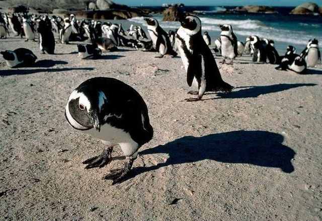 These funny animals (29 pics)