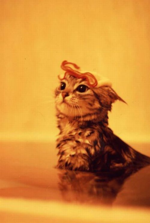 These funny animals (29 pics)