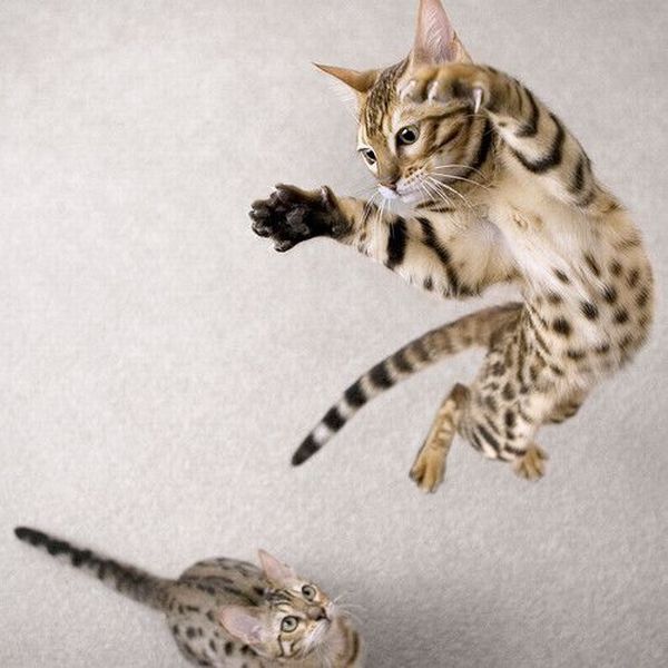These funny animals (29 pics)