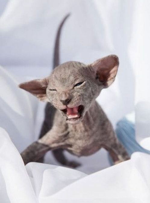 These funny animals (29 pics)