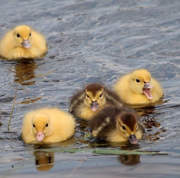 These funny animals (29 pics)