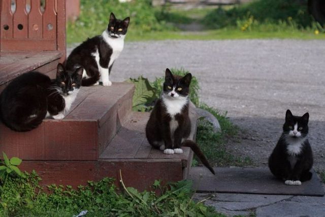 These funny animals (29 pics)