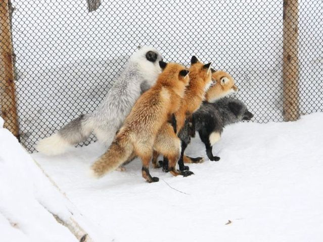 These funny animals (29 pics)