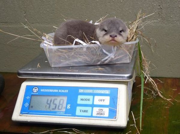 These funny animals (29 pics)