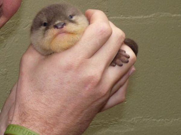 These funny animals (29 pics)