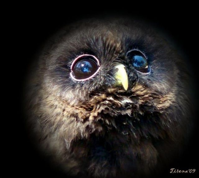 These funny animals (29 pics)
