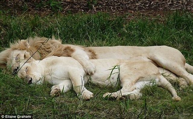 These funny animals (29 pics)
