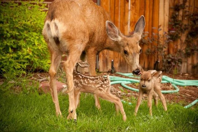 These funny animals (29 pics)