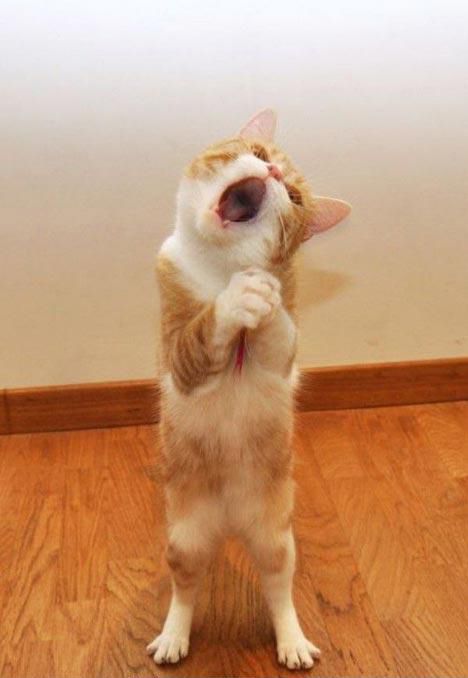 These funny animals (29 pics)