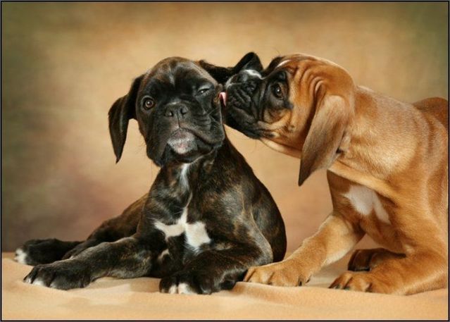 These funny animals (29 pics)