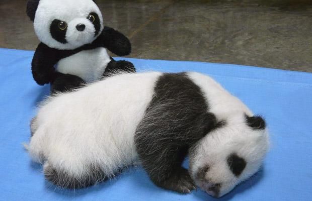 These funny animals (29 pics)