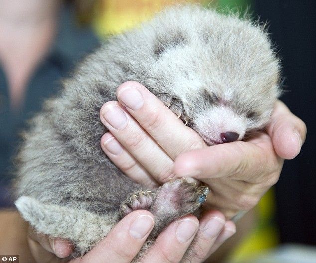 These funny animals (29 pics)