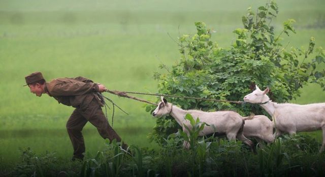 One morning in a North Korean village (3 pics)