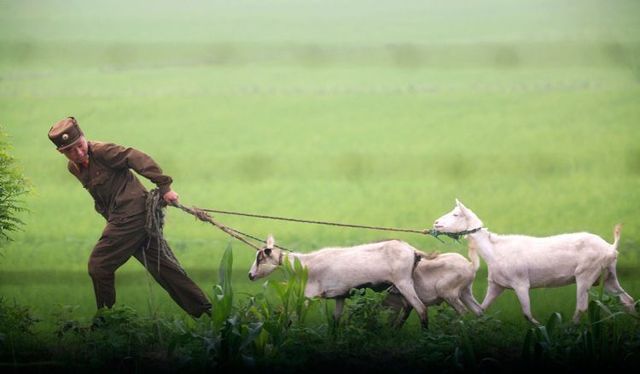 One morning in a North Korean village (3 pics)