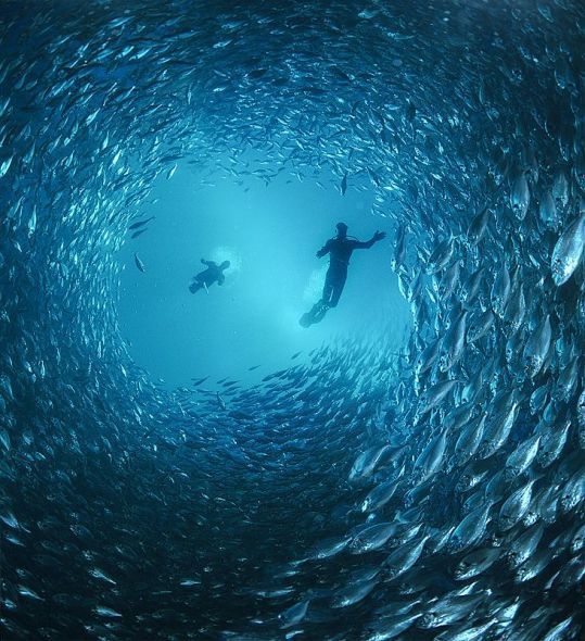 Beautiful things to see underwater (17 pics)