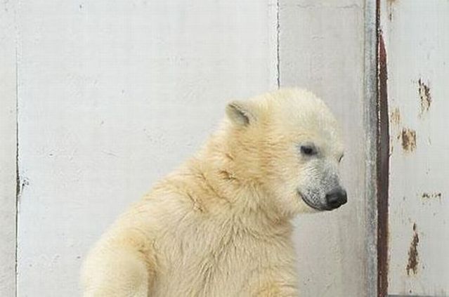 Funny dance of a polar bear (4 pics)