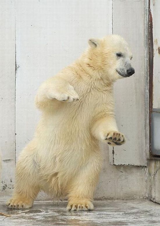 dancing_bear_01. Funny 