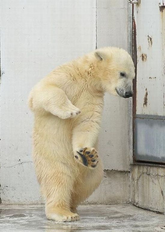 Funny dance of a polar bear (4 pics). Via:AP Press