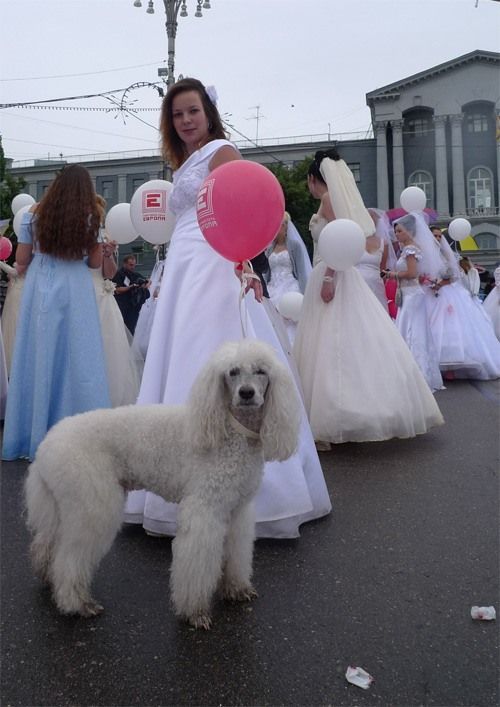 The parade of brides in Kursk, Russia (36 pics)