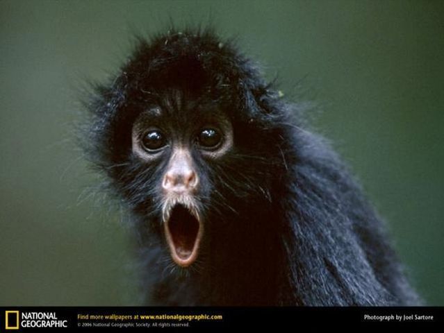 The best photos of the animal world (104 pics)