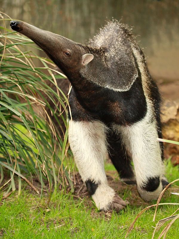 Mutant animals  38 pics