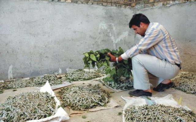 How they make pure silk yarn (20 pics)
