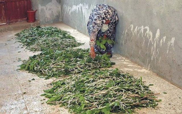 How they make pure silk yarn (20 pics)