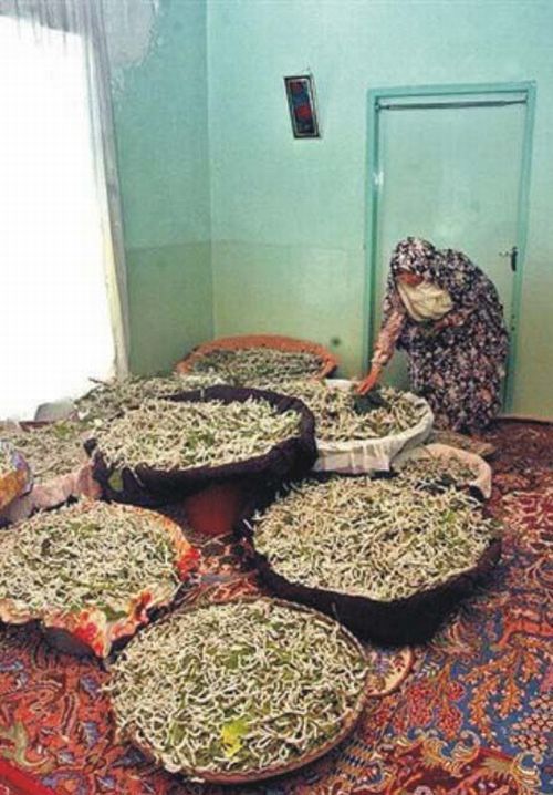 How they make pure silk yarn (20 pics)