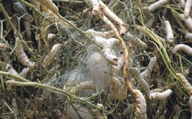 How they make pure silk yarn (20 pics)