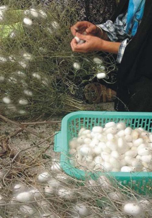 How they make pure silk yarn (20 pics)