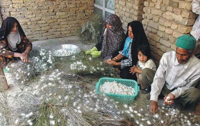 How they make pure silk yarn (20 pics)