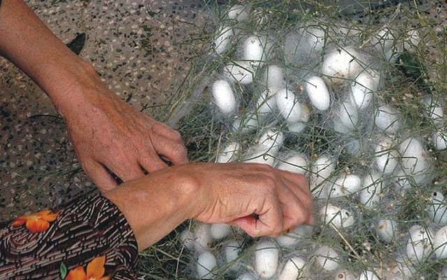How they make pure silk yarn (20 pics)