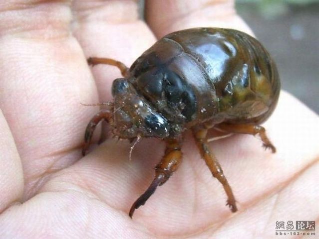 The transformation of a cicada (10 pics + 1 gif)