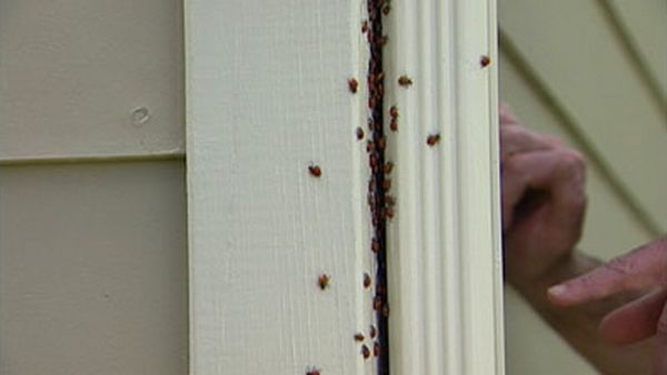 Huge swarms of ladybirds attack Colorado (29 pics + 1 video)