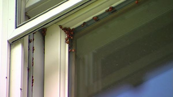 Huge swarms of ladybirds attack Colorado (29 pics + 1 video)