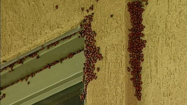 Huge swarms of ladybirds attack Colorado (29 pics + 1 video)