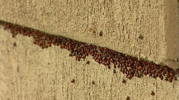 Huge swarms of ladybirds attack Colorado (29 pics + 1 video)