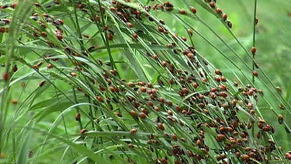 Huge swarms of ladybirds attack Colorado (29 pics + 1 video)