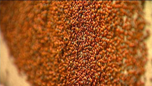 Huge swarms of ladybirds attack Colorado (29 pics + 1 video)