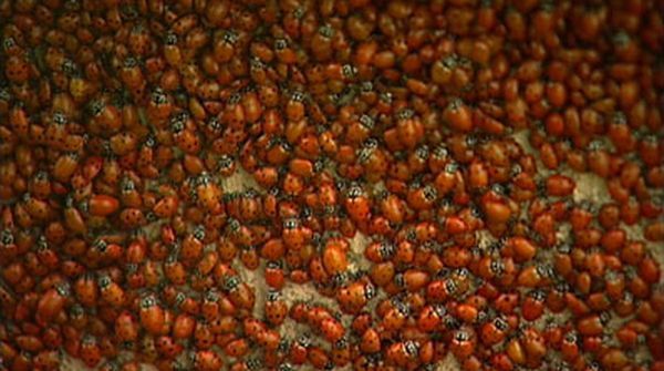 Huge swarms of ladybirds attack Colorado (29 pics + 1 video)