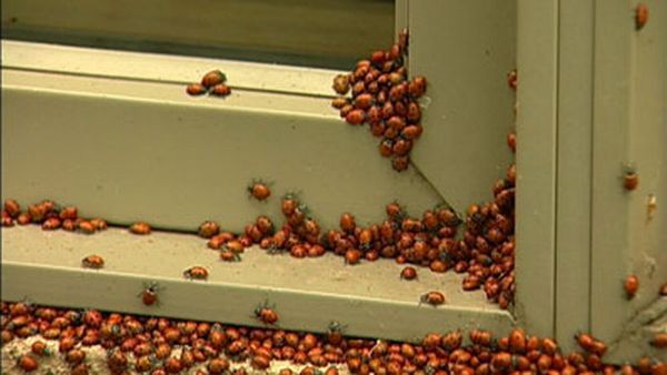 Huge swarms of ladybirds attack Colorado (29 pics + 1 video)
