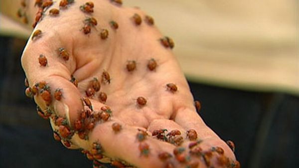 Huge swarms of ladybirds attack Colorado (29 pics + 1 video)