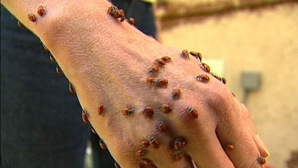 Huge swarms of ladybirds attack Colorado (29 pics + 1 video)