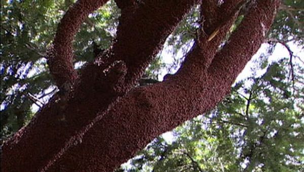 Huge swarms of ladybirds attack Colorado (29 pics + 1 video)