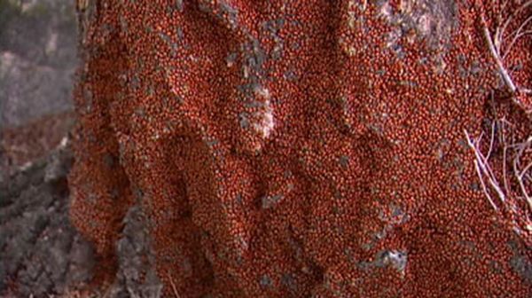 Huge swarms of ladybirds attack Colorado (29 pics + 1 video)