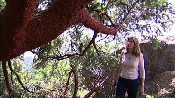 Huge swarms of ladybirds attack Colorado (29 pics + 1 video)