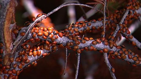 Huge swarms of ladybirds attack Colorado (29 pics + 1 video)